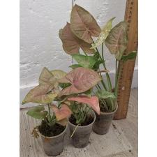 Сингониум Неон / Syngonium Neon