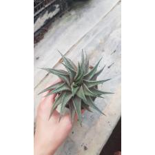 Haworthia attenuata pot 110p