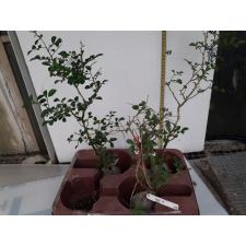 Murraya paniculata Dwarf (wavy leaf)(D) 128 распродажа