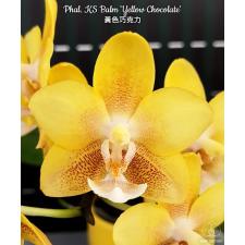 Phal. KS Balm 'Yellow Chocolate'   B16 2.5 850