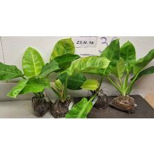 Филодендрон Мунлайт варегатная / Philodendron Moonlight variegata