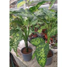 Dieffenbachia cheetah 17 cm pot уценка