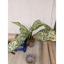 Dieffenbachia White Blizzard стакан s 2100p