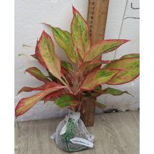 Аглаонема Аврора Оранжевая. / Aglaonema Aurora - Orange A-6