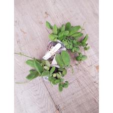 Dischidia rafflesiana (major)