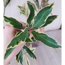 Ardisia sp. (White margin) 17