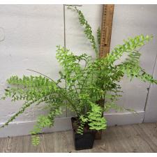 Нефролепис 'Фиштейл' / Nephrolepis 'fishtail' (М)