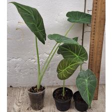 Алоказия Регал Щилдс / Alocasia Regal Shields (S)