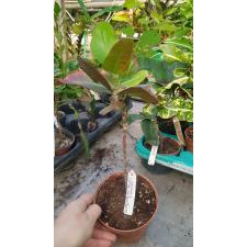 Codiaeum Sethee  325