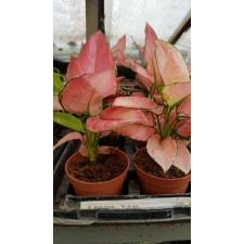 Aglaonema Pink 10 сm pot