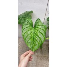 Philodendron mamei