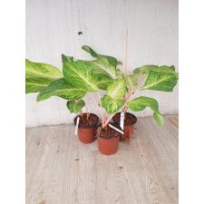 Aglaonema Yellow Mongkon A-115 pot