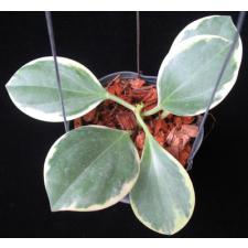 190 Hoya pachyclada variegata