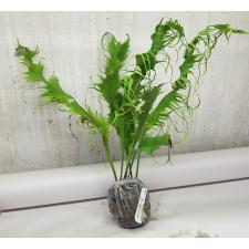 Polypodium musifolium (mutation) (No.1) x Microsorum sp.(T03) Africa 259