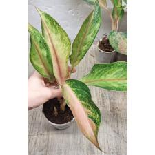 Aglaonema Amor A-17 уценка