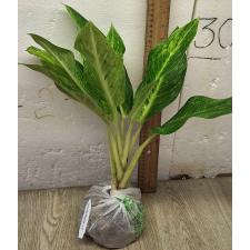 Аглаонема Сан дроп / Aglaonema Sun drop A-38