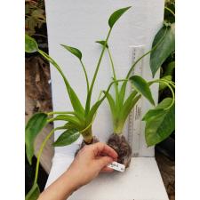 Alocasia cucullata Dwarf 79