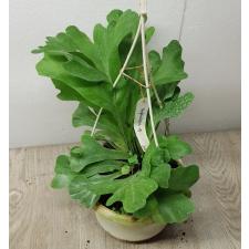 Asplenium nidus 'Racha' 24