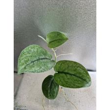 Scindapsus Silver Cloud. стакан  Д 