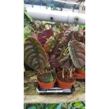 Alocasia Cuprea Red Secret 12 см горшок