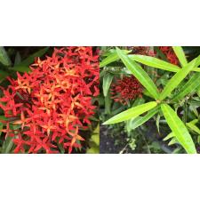 Ixora sp.(T36) (the leaf bigger and longer that Ixora T07)