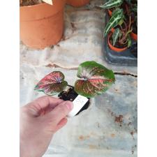 Caladium 3a