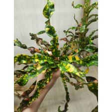 Codiaeum Chao Lampang 47/1