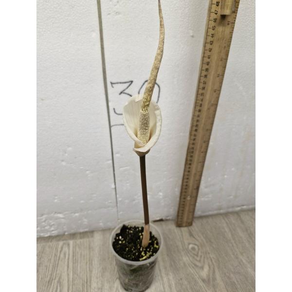Аморфофаллус (неопределённый вид) белый цветок/ Amorphophallus sp