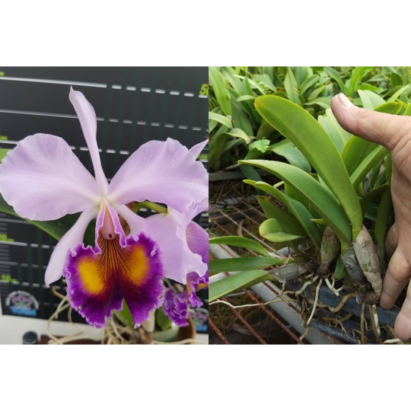 Лелиокаттлея Динард "Блу Хеван" / Lc. Dinard 'Blue Heaven'