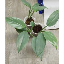 Philodendron Silver Queen s 350p