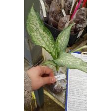 Dieffenbachia Udomsub (white form).237