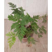 davallia fejeensis plumosa 