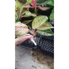 Aglaonema Prakay Ngern (pink form) 38
