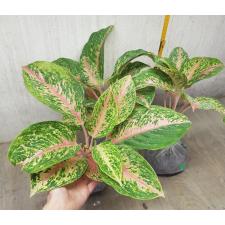 Aglaonema Sompawthong A-49