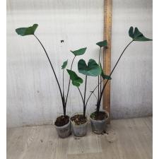 colocasia coffee cups стакан