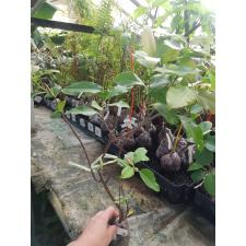Ficus sp.(T33) Nakorn Pathom Thailand 350