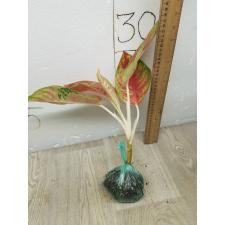 Aglaonema Maha Sethee A-80