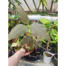 Ficus sp.(T29) Brown leaf pot