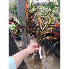 Codiaeum Bang Yai Twist 212
