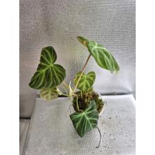 Philodendron verrucosum стакан