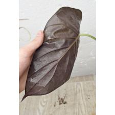 Alocasia azlanii pot