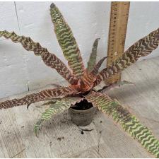 Криптантус Фостера сорт Элайн. / Cryptanthus fosterianus cv. Elaine 