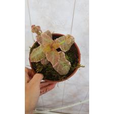 Episcia Pink Smoke