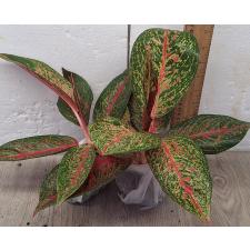 Аглаонема Тайра. / Aglaonema Taira A-117