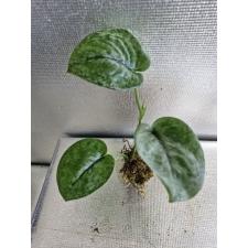 Scindapsus Silver Cloud. стакан  Д 