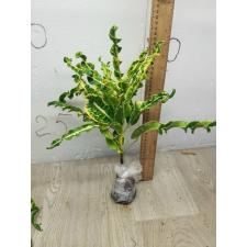 Codiaeum A2 Ai ya res