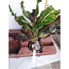 Codiaeum Tha Pra Pinklao 180