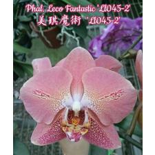 Phal. Leco Fantastic уценка