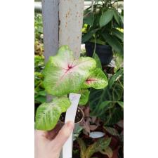 Caladium 21