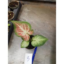Caladium 6 cm pot #3